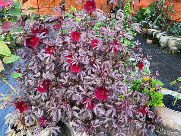  Hoa bụp giấm đỏ A1 