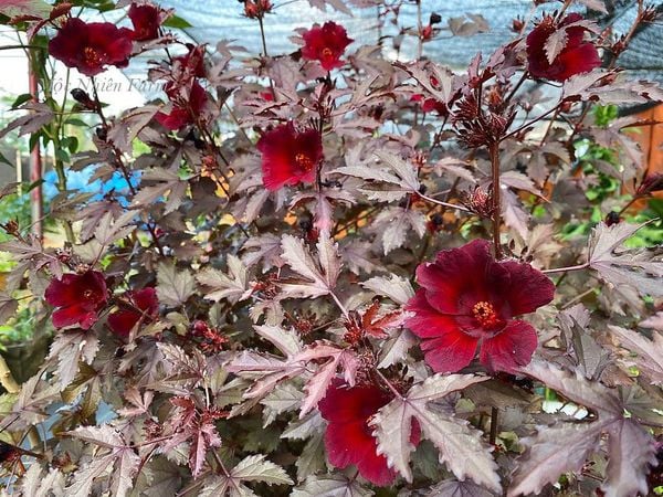  Hoa bụp giấm đỏ A1 