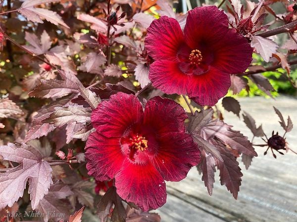  Hoa bụp giấm đỏ A1 