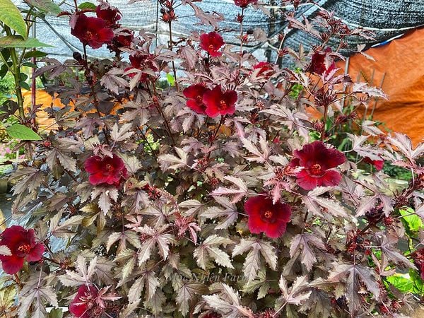  Hoa bụp giấm đỏ A1 