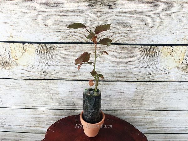  Hoa bụp giấm đỏ A1 