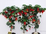  Hoa bụp lồng đèn S2 