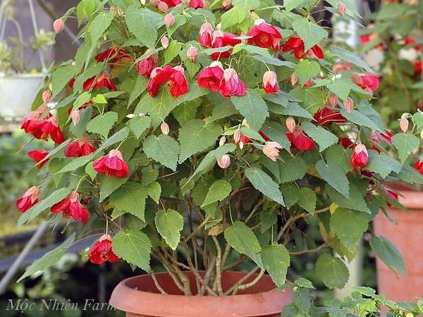  Hoa lồng đèn đỏ Z2 