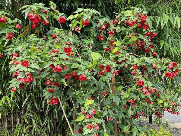  Hoa lồng đèn đỏ Z2 