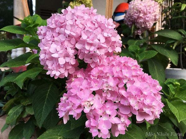  Hoa cẩm tú cầu nở xứ nóng A1 