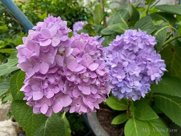  Hoa cẩm tú cầu nở xứ nóng A1 