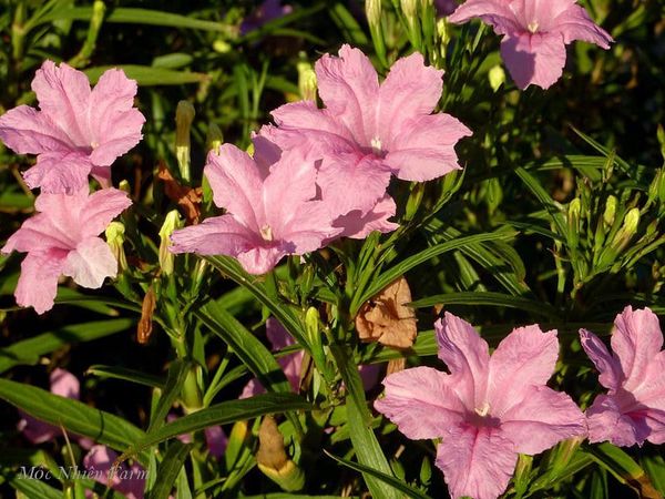  Hoa chiều tím hồng cao C1 