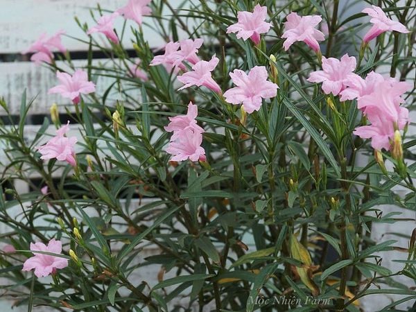  Hoa chiều tím hồng cao C1 