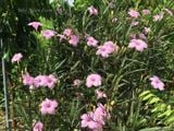  Hoa chiều tím hồng cao C1 