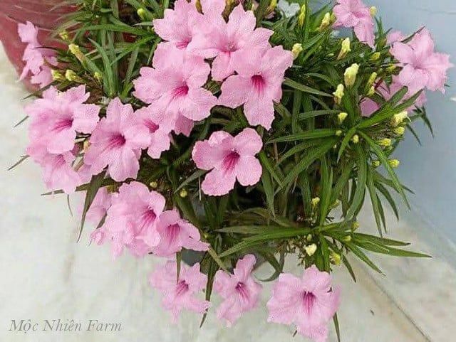  Hoa chiều tím hồng lùn D1 