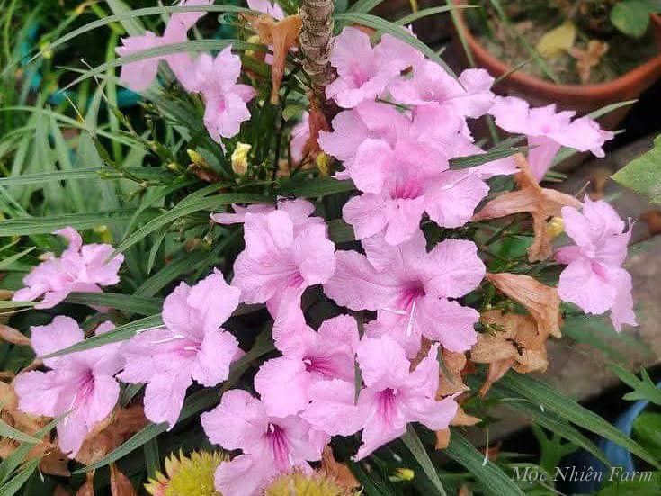  Hoa chiều tím hồng lùn D1 