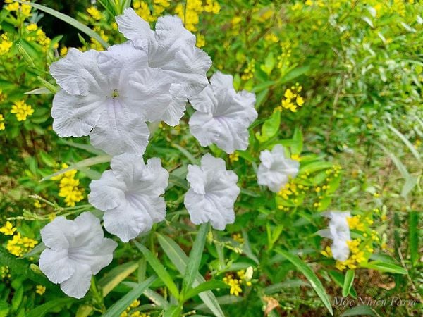  Hoa chiều tím trắng cao E1 