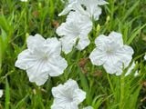  Hoa chiều tím trắng cao E1 