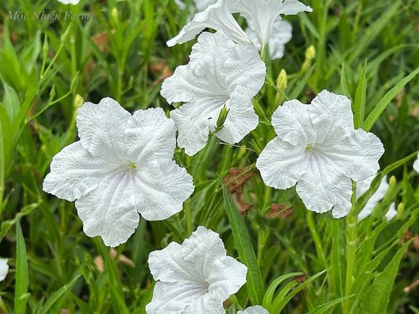  Hoa chiều tím trắng cao E1 