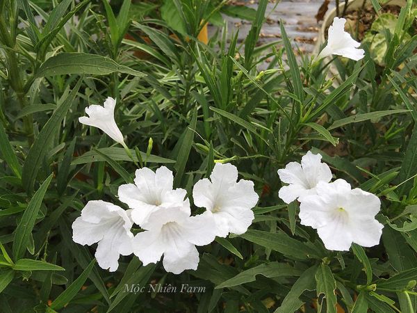  Hoa chiều tím trắng cao E1 