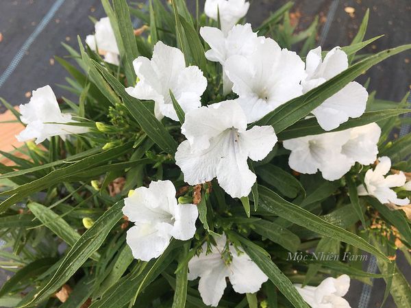  Hoa chiều tím trắng lùn B1 