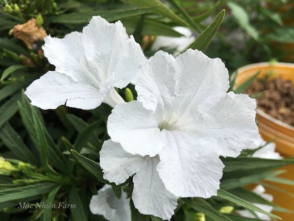  Hoa chiều tím trắng lùn B1 