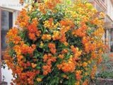  Hoa cúc leo Mexico 