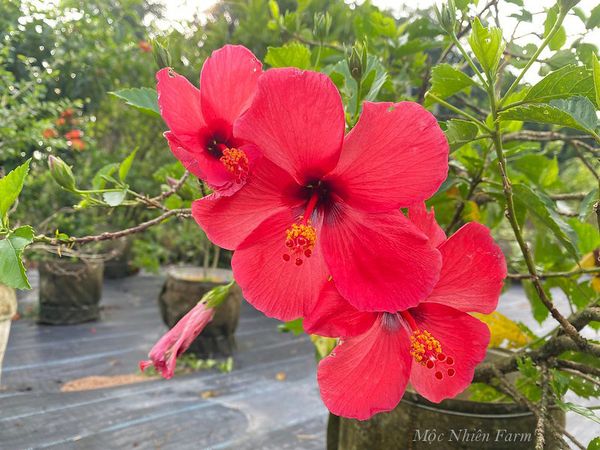  Hoa râm bụt đỏ đơn C1 