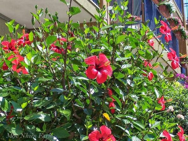  Hoa râm bụt đỏ đơn C1 
