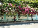  Hoa giấy 2 màu A1 