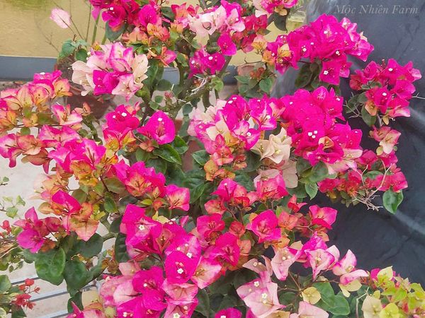  Hoa giấy Ấn Độ B1 