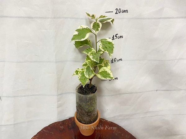  Hoa giấy hồng cẩm thạch D1 