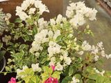  Hoa giấy trắng cẩm thạch F1 