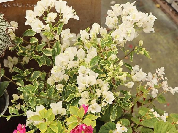  Hoa giấy trắng cẩm thạch F1 