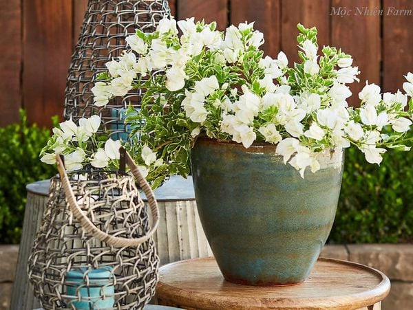  Hoa giấy trắng cẩm thạch F1 