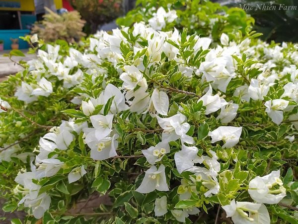  Hoa giấy trắng cẩm thạch F1 