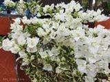  Hoa giấy trắng cẩm thạch F1 