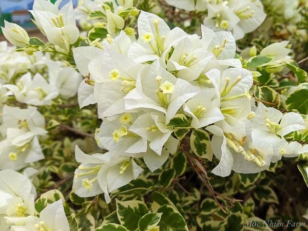  Hoa giấy trắng cẩm thạch F1 
