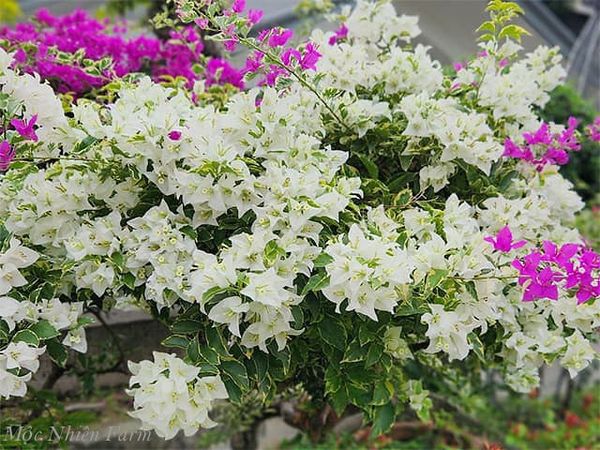  Hoa giấy trắng cẩm thạch F1 