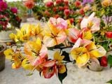 Hoa giấy Golden Sunshine V2 