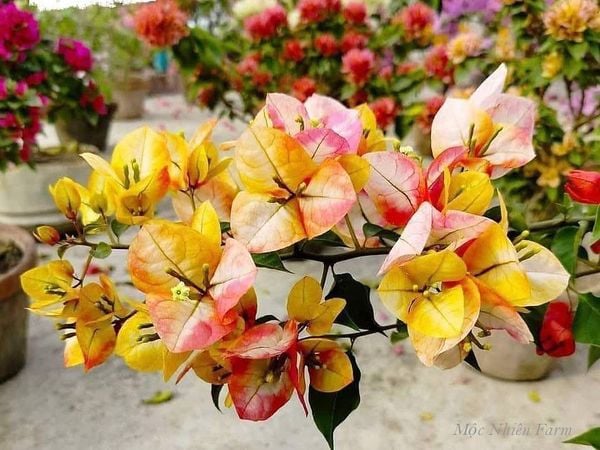  Hoa giấy Golden Sunshine V2 