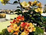  Hoa giấy Golden Sunshine V2 