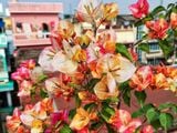  Hoa giấy Golden Sunshine V2 