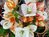  Hoa giấy Golden Sunshine V2 