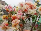  Hoa giấy Golden Sunshine V2 