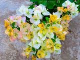  Hoa giấy Golden Sunshine V2 