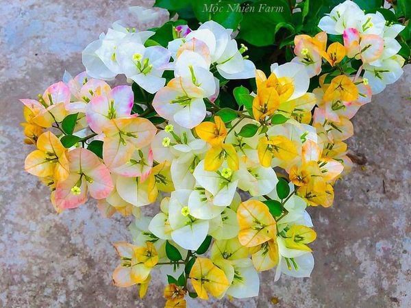  Hoa giấy Golden Sunshine V2 