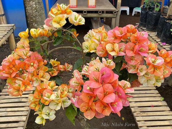  Hoa giấy Golden Sunshine V2 