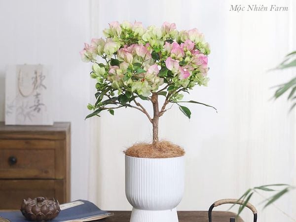  Hoa giấy Sakura C1 