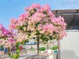  Hoa giấy Sakura C1 