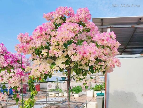  Hoa giấy Sakura C1 