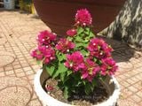  Hoa giấy Mỹ hồng L1 