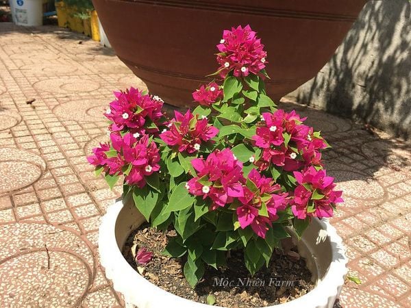  Hoa giấy Mỹ hồng L1 