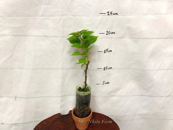  Hoa giấy Mỹ hồng L1 