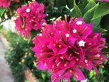  Hoa giấy Mỹ hồng L1 